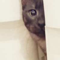 Tekir Kedi, Kedi  BÜYÜK DUMANN fotoğrafı