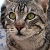Tekir Kedi, Kedi  BÜYÜK DUMANN fotoğrafı