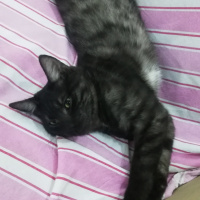 Tekir Kedi, Kedi  BÜYÜK DUMANN fotoğrafı