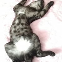Tekir Kedi, Kedi  BÜYÜK DUMANN fotoğrafı
