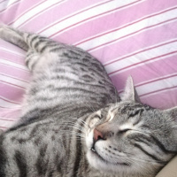 Tekir Kedi, Kedi  BÜYÜK DUMANN fotoğrafı