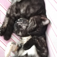 Tekir Kedi, Kedi  BÜYÜK DUMANN fotoğrafı