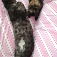 Tekir Kedi, Kedi  BÜYÜK DUMANN fotoğrafı