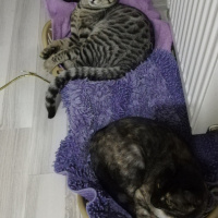Tekir Kedi, Kedi  BÜYÜK DUMANN fotoğrafı