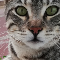 Tekir Kedi, Kedi  BÜYÜK DUMANN fotoğrafı