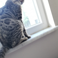 Tekir Kedi, Kedi  BÜYÜK DUMANN fotoğrafı