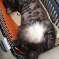Tekir Kedi, Kedi  BÜYÜK DUMANN fotoğrafı