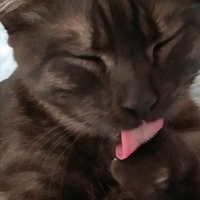 Tekir Kedi, Kedi  BÜYÜK DUMANN fotoğrafı