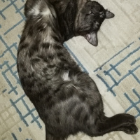 Tekir Kedi, Kedi  BÜYÜK DUMANN fotoğrafı