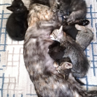 Tekir Kedi, Kedi  BÜYÜK DUMANN fotoğrafı