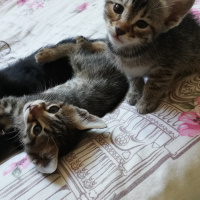 Tekir Kedi, Kedi  BÜYÜK DUMANN fotoğrafı