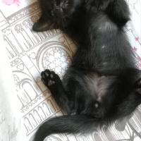 Tekir Kedi, Kedi  BÜYÜK DUMANN fotoğrafı