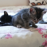 Tekir Kedi, Kedi  BÜYÜK DUMANN fotoğrafı