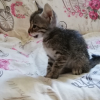 Tekir Kedi, Kedi  BÜYÜK DUMANN fotoğrafı