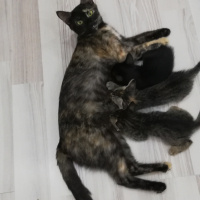 Tekir Kedi, Kedi  BÜYÜK DUMANN fotoğrafı