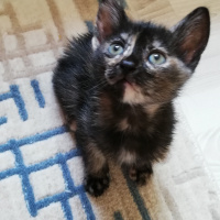 Tekir Kedi, Kedi  BÜYÜK DUMANN fotoğrafı