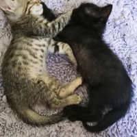Tekir Kedi, Kedi  BÜYÜK DUMANN fotoğrafı