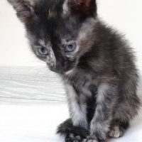 Tekir Kedi, Kedi  BÜYÜK DUMANN fotoğrafı