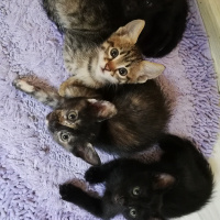 Tekir Kedi, Kedi  BÜYÜK DUMANN fotoğrafı
