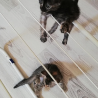 Tekir Kedi, Kedi  BÜYÜK DUMANN fotoğrafı