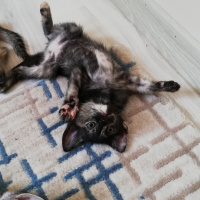 Tekir Kedi, Kedi  BÜYÜK DUMANN fotoğrafı