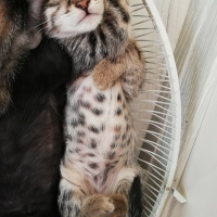 Tekir Kedi, Kedi  BÜYÜK DUMANN fotoğrafı