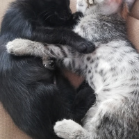 Tekir Kedi, Kedi  BÜYÜK DUMANN fotoğrafı
