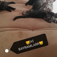 Tekir Kedi, Kedi  BÜYÜK DUMANN fotoğrafı