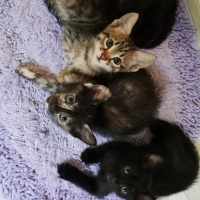 Tekir Kedi, Kedi  BÜYÜK DUMANN fotoğrafı