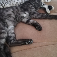 Tekir Kedi, Kedi  BÜYÜK DUMANN fotoğrafı