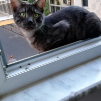 Tekir Kedi, Kedi  BÜYÜK DUMANN fotoğrafı