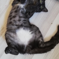 Tekir Kedi, Kedi  BÜYÜK DUMANN fotoğrafı
