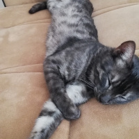 Tekir Kedi, Kedi  BÜYÜK DUMANN fotoğrafı