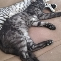 Tekir Kedi, Kedi  BÜYÜK DUMANN fotoğrafı
