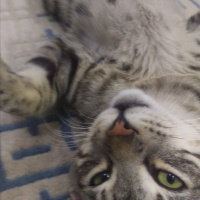 Tekir Kedi, Kedi  BÜYÜK DUMANN fotoğrafı