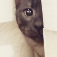 Tekir Kedi, Kedi  BÜYÜK DUMANN fotoğrafı