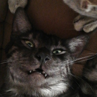 Tekir Kedi, Kedi  BÜYÜK DUMANN fotoğrafı