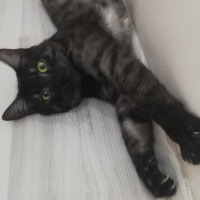 Tekir Kedi, Kedi  BÜYÜK DUMANN fotoğrafı