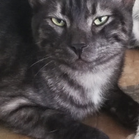 Tekir Kedi, Kedi  BÜYÜK DUMANN fotoğrafı