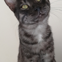 Tekir Kedi, Kedi  BÜYÜK DUMANN fotoğrafı