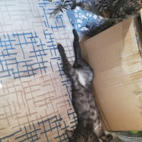 Tekir Kedi, Kedi  BÜYÜK DUMANN fotoğrafı