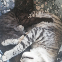 Tekir Kedi, Kedi  BÜYÜK DUMANN fotoğrafı