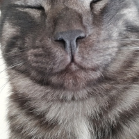 Tekir Kedi, Kedi  BÜYÜK DUMANN fotoğrafı