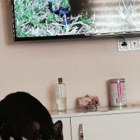 Tekir Kedi, Kedi  BÜYÜK DUMANN fotoğrafı