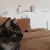 Tekir Kedi, Kedi  BÜYÜK DUMANN fotoğrafı