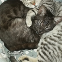 Tekir Kedi, Kedi  BÜYÜK DUMANN fotoğrafı