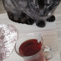 Tekir Kedi, Kedi  BÜYÜK DUMANN fotoğrafı