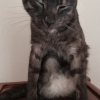 Tekir Kedi, Kedi  BÜYÜK DUMANN fotoğrafı
