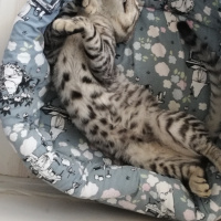Tekir Kedi, Kedi  BÜYÜK DUMANN fotoğrafı