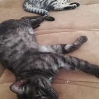 Tekir Kedi, Kedi  BÜYÜK DUMANN fotoğrafı